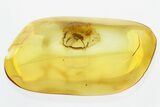 Detailed Fossil Bark Beetle (Scolytinae) in Baltic Amber #321739-1